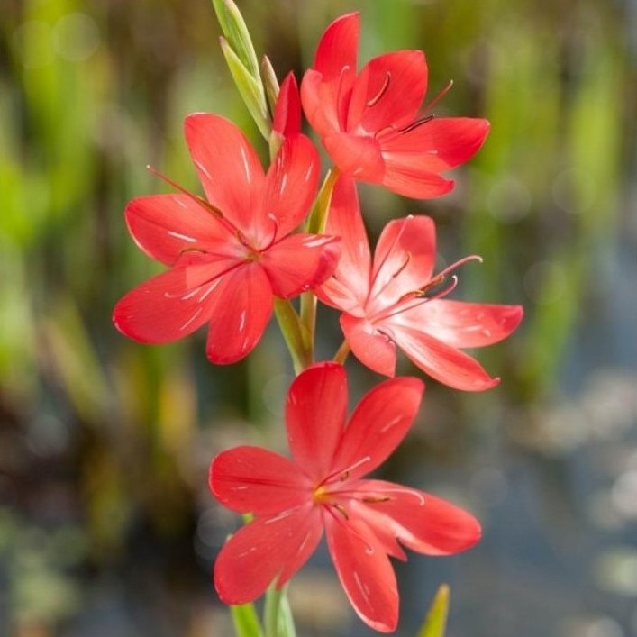 Schizostylis coccinea - Major